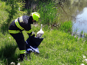 Dobrá věc se podařila. Čápa uvízlého v komíně osvobodili hasiči a vypustili zpět do přírody