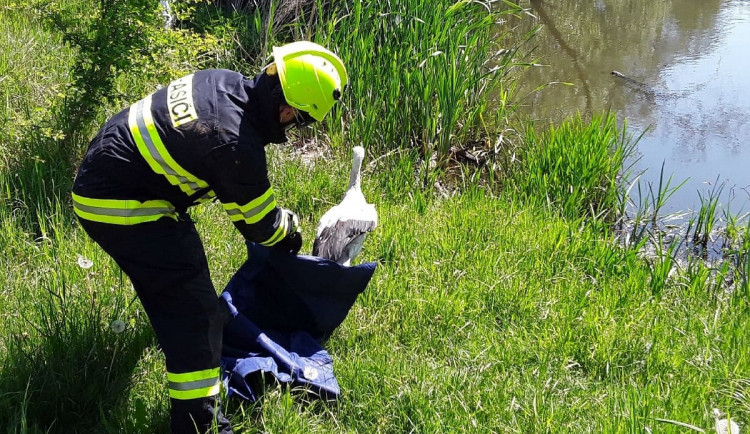 98003074_2363584087275031_6749248914743885824_n