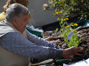 FOTO: Jihlavský park zdobí slunečnice. Upozorňují na nemoc, kterou trpí 22 tisíc lidí