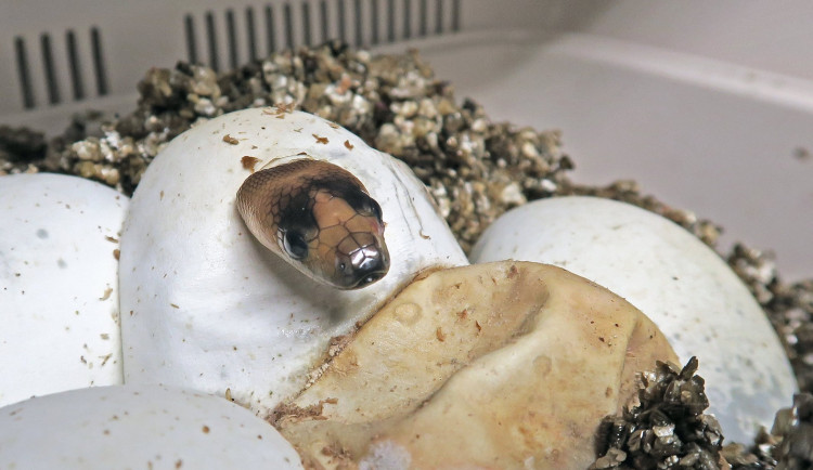 V jihlavské zoo historicky poprvé odchovali vzácné krajty hnědohlavé 