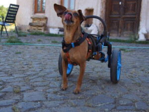 Brněnská firma vyrábí invalidní vozíky pro handicapované pejsky, připravuje vylepšený i pro lidi