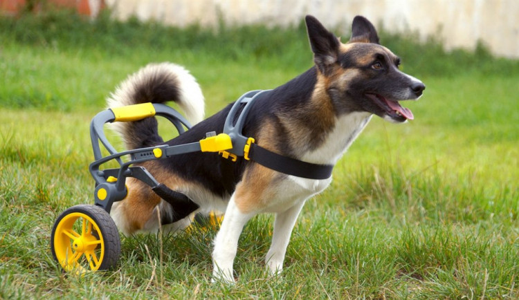 Brněnská firma vyrábí invalidní vozíky pro handicapované pejsky, připravuje vylepšený i pro lidi