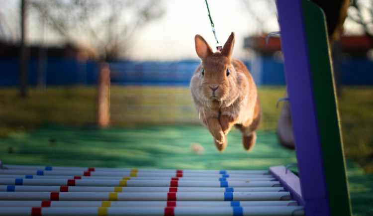 Skákat může jakýkoliv králík, hlavně ho to musí bavit, říká trenérka králičího hopu