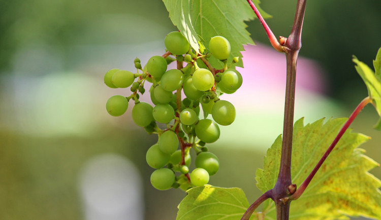 Brníčko pořádá burčákový pochod