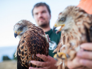 Mláďata se připravují do vypuštění do volné přírody. Už víme, že jsou to samičky