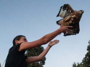 Druhé z mláďat vrátila zpátky do volné přírody dlouhodobá adoptivní maminka všech luňáků ze záchranné stanice v Pavlově Mirka Kopecká
