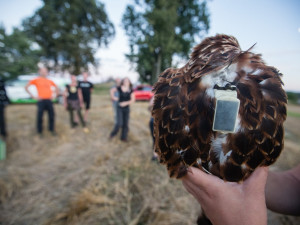 Obě mláďata na sobě mají vysílačku, aby se zjistilo, kam před zimou odletí.