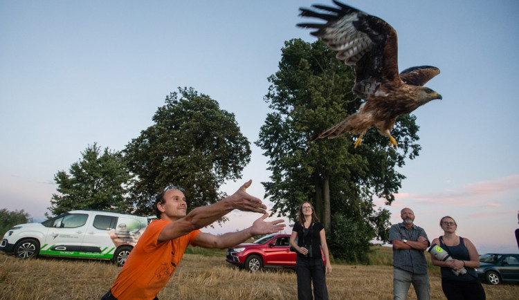 Jedno z mláďat vypustil Ivo Hertl, ornitolog, nálezce hnízda a později spadlých mláďat.