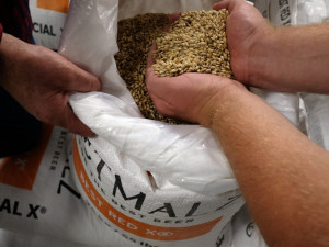 Něco autentického v Kobylisích chybělo, říká sládek Pivovaru Ládví COBOLIS Pavel Palouš. Foto: Hynek Glos