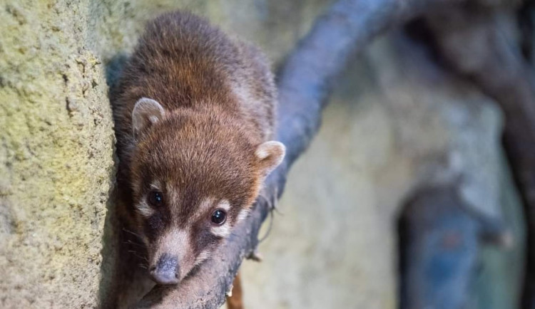 Jihlavská zoo má mládě nosála. Narodilo se den po návratu jeho tatínka, který utekl