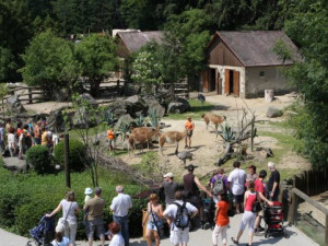 Branami jihlavské zoo do konce srpna prošlo skoro o 100 tisíc méně návštěvníků