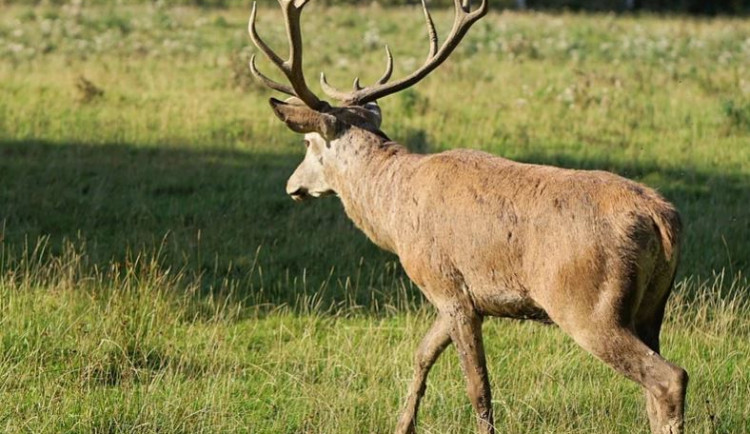 Hradecké lesy mají nového obyvatele – jelena evropského
