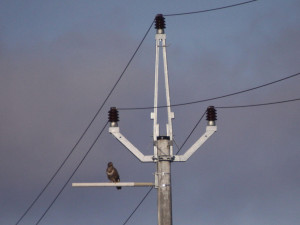 Jediným sloupem s nulovou mortalitou, jak prokázal monitoring, je typ Pařát III v přímém úseku, s bidlem umožňujícím bezpečné dosedání ptáků