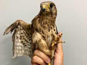 Zraněné poštolky, o které se ve stanici v Pavlově starali. Často mají ptáci popálená křídla nebo pařáty