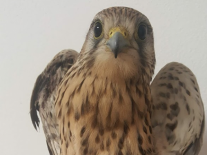 Zraněné poštolky, o které se ve stanici v Pavlově starali. Často mají ptáci popálená křídla nebo pařáty