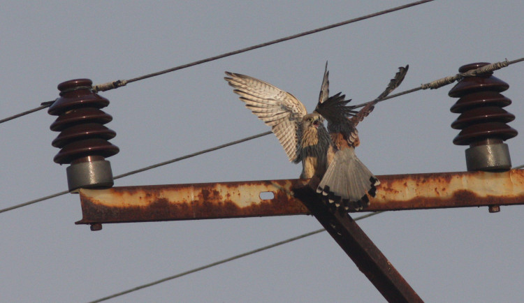 Poštolky sedící na nebezpečné rovinné konzole bez zabezpečení. Zde stačí, když se křídlo dostane do blízkosti vodiče a nastane výboj.