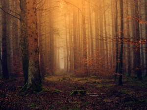 POČASÍ NA ČTVRTEK: Mlha, místy s mrholením. Teploty maximálně na sedmičce