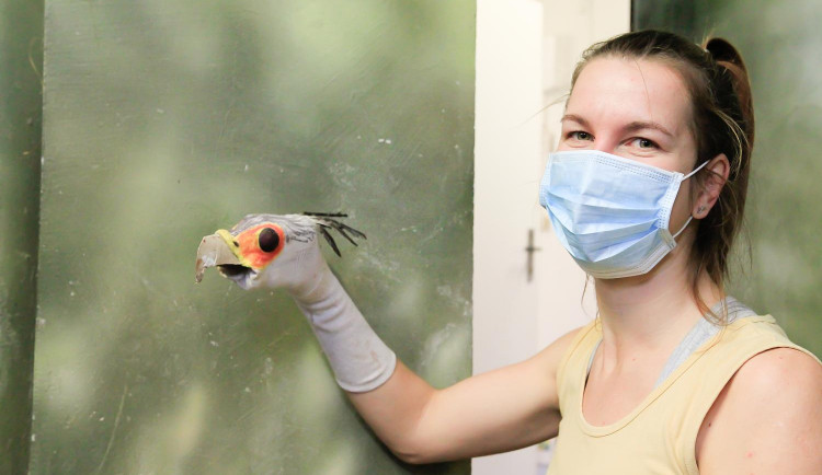 O vzácné ptáče se ve Dvoře Králové stará maňásek vyrobený z ponožky