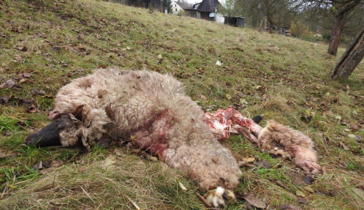 Vlci na Broumovsku útočili jen několik desítek metrů od rodinných domů