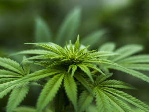 Dealer marihuany byl dopaden. Drogu zhruba rok prodával mladým lidem v Jihlavě