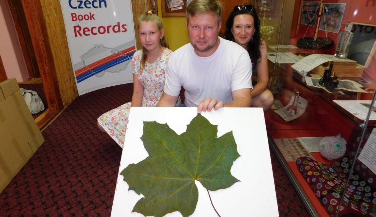 Gigantický javorový list z Kostelce se dostal do České knihy rekordů. Měří skoro půl metru