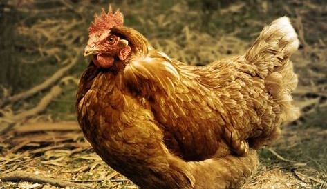 Chtěl ukrást 15 slepic, teď mu hrozí až osm let vězení