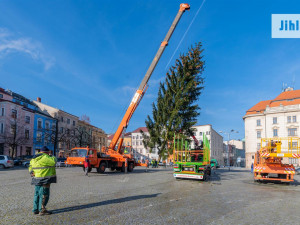 FOTO, VIDEO: Svůj vánoční stromek má už i Jihlava. Letos bude nazdobena i radnice