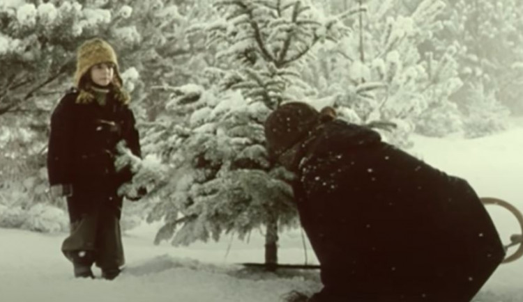 Stromy v hradeckých lesích hlídají před Vánocemi městští policisté i fotopasti