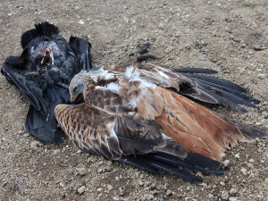Žena na Vysočině našla otrávenou samici orla. Dravce někdo usmrtil karbofuranem