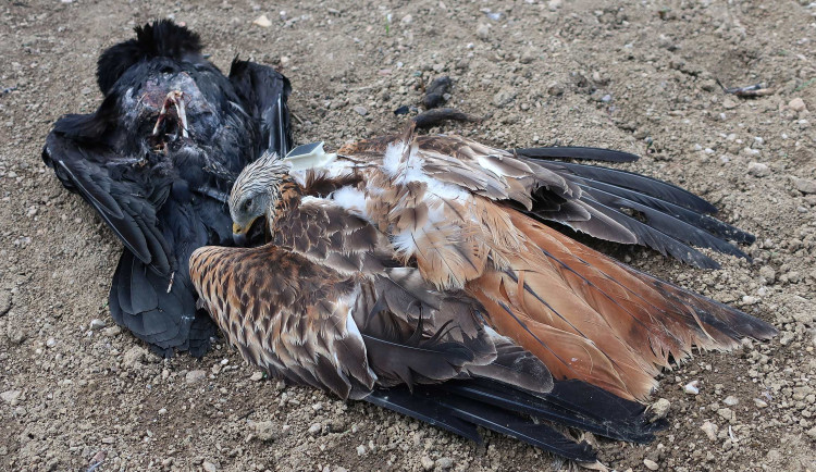 Žena na Vysočině našla otrávenou samici orla. Dravce někdo usmrtil karbofuranem