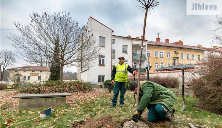 Výsadba za jihlavskou radnicí v ulici Hluboká 