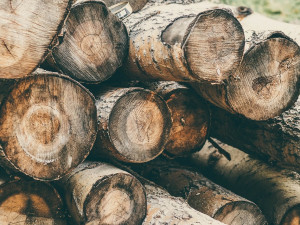 Někdo ukradl na Jihlavsku skoro 40 kubíků smrkového dřeva. Zloděje hledá policie