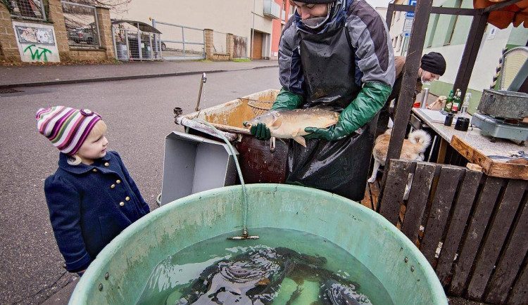Inspektoři se i letos zaměřují na stánky s kapry. Ryby budou v prodeji na více než 2660 místech