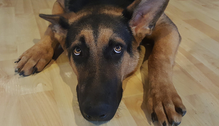 Na Silvestra hlavně zachovejte klid a kvůli petardám nevyvádějte, radí veterinářka