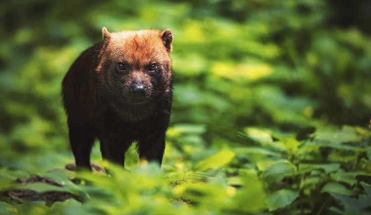 Nová zvířata v Zoo Jihlava. Čtveřici psů pralesních převáželi zaměstnanci i na Štědrý den