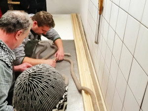 Během domácí zabijačky vznikla rekordně dlouhá jitrnice. Měřila skoro 12 metrů