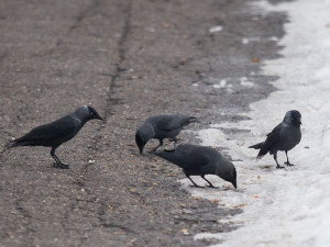 Kavky v centru Havlíčkova Brodu