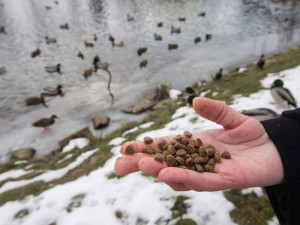 Ukázka kvalitních granulí pro kočky, na kterých si pochutnají kavky i kachny