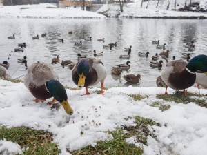 Kachny divoké si pochutnávají na granulích