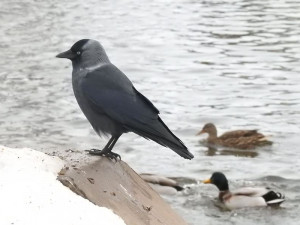 Jakmile napadne sníh, kavky pod pokrývkou sněhu nejsou schopné najít téměř žádnou potravu.