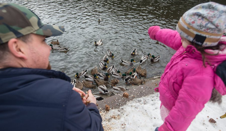 Nemusíte krmit jen pečivem, lepší službu udělají například ovesné vločky.