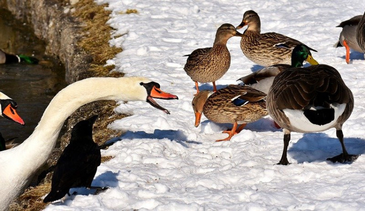 Krmíte v zimě labutě a kachny? Pečivo vynechte, je pro ně nebezpečné