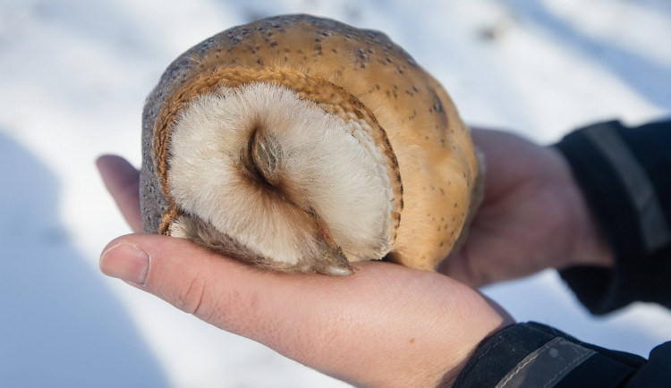 Na Vysočině se po dlouhé době objevila sova pálená, nemohla létat. Nakonec uhynula na otravu jedem 