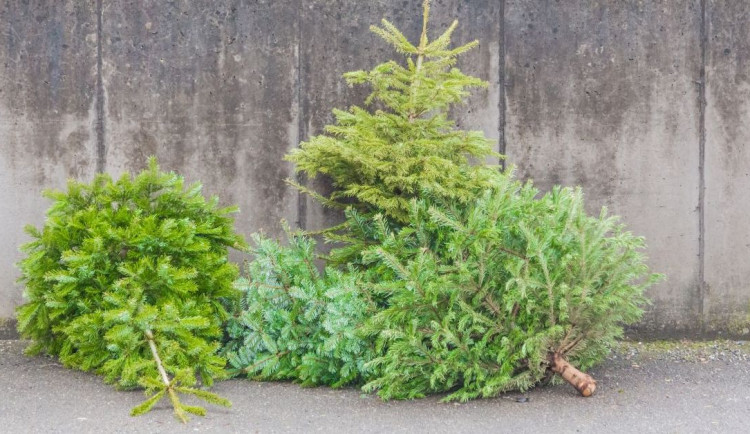 Začalo štěpkování 21 tun vánočních stromků. Z nich vytvořený kompost bude také k prodeji