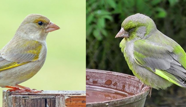 (Vlevo) Zdravý zvonek. Čilý, ostražitý. Pro porovnání nemocný zvonek s příznaky trichomonózy – sliny u zobáku, zavřené oči a sedí na jednom místě. Ani při bezprostředním přiblížení člověka neuletí daleko.