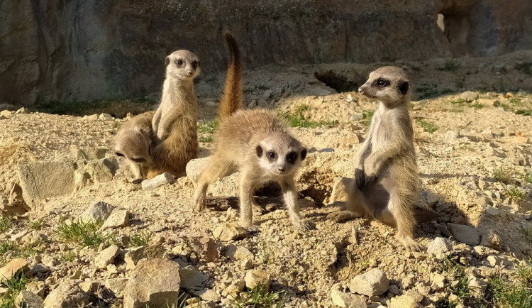 Za týden otevřou obchody s dětským zbožím, papírnictví, farmářské trhy a zoo