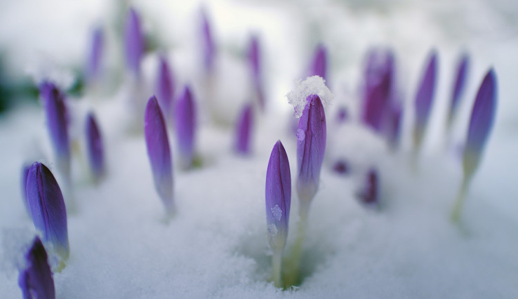POČASÍ NA ČTVRTEK: Sem tam opět sněžení. Teploty mezi 2 až 5 °C