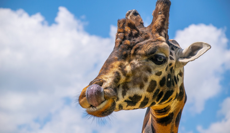 Jihlavská zoo otevře v pondělí venkovní část, když to bude povolené