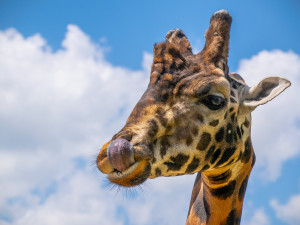 Jihlavská zoo otevře v pondělí venkovní část, když to bude povolené