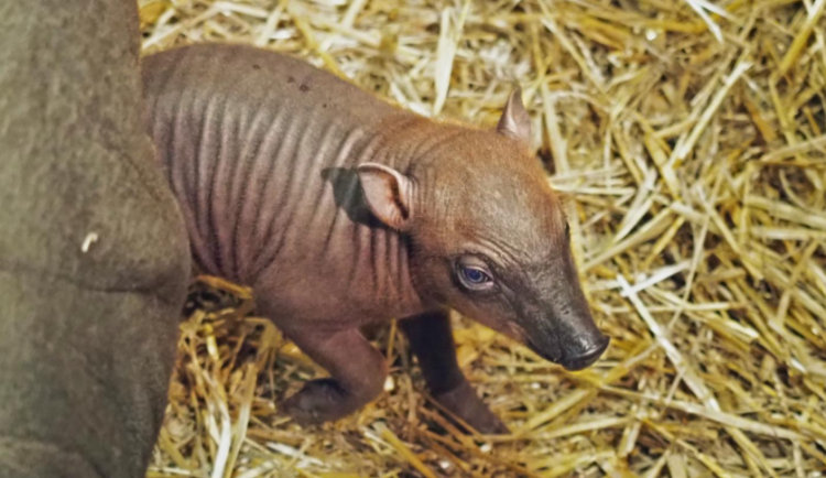 Radost v jihlavské zoo. Narodilo se mládě vzácné babirusy, nově je k vidění i lama alpaka